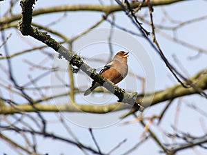 Male chaffinch on a branch singing