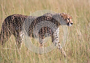 Young male Cheetah