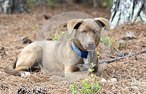 Young male chocolate Labrador and Husky mix breed puppy sitting down outside with collar and leash