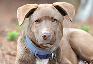 Young male chocolate Labrador and Husky mix breed puppy sitting down outside with collar and leash