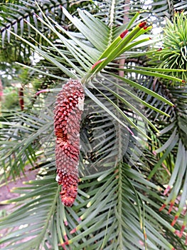 Young male cones of Wollemi Pines. Spring