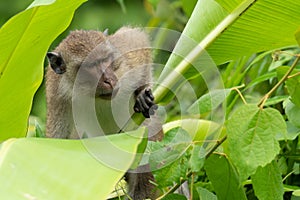 Young male Crab-eating macaque climbing banana tree
