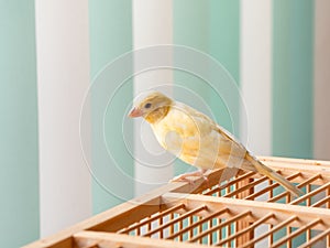 Young male Curious orange canary looks straight sitting on a cage on a light background. Breeding songbirds at home