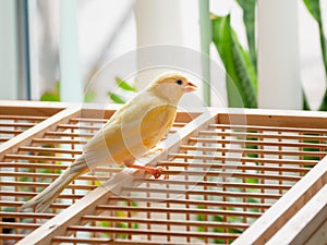 Young male Curious orange canary is singing. Bird looks straight on a cage on a light background. Breeding songbirds at home