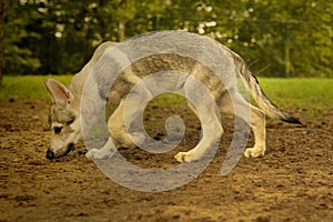 Young male czechoslovak wolfdog in garden under the trees