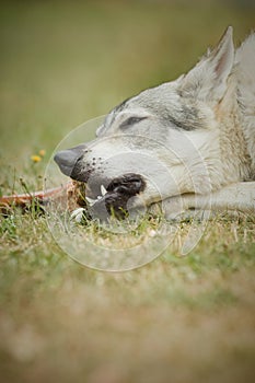 Young male czechoslovak wolfdog in summer camp eating smoked bone