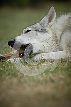 Young male czechoslovak wolfdog in summer camp eating smoked bone