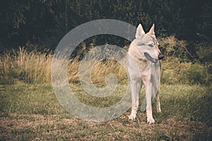 Young male czechoslovak wolfdog in summer camp posing and feeding