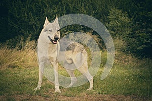 Young male czechoslovak wolfdog in summer camp posing and feeding