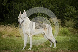 Young male czechoslovak wolfdog in summer camp posing and feeding