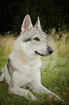 Young male czechoslovak wolfdog in summer camp posing and feeding