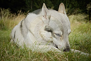 Young male czechoslovak wolfdog in summer camp posing and feeding