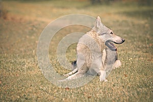 Young male czechoslovak wolfdog in summer camp posing and feeding