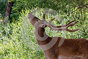 Young male deer