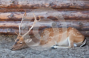 Young male deer with big, beautiful horns lying on the sand with straw