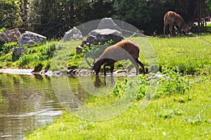 A young male deer buck drinks from a lake.