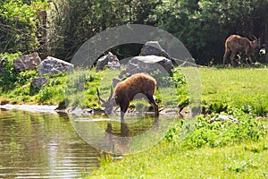 A young male deer buck drinks from a lake.