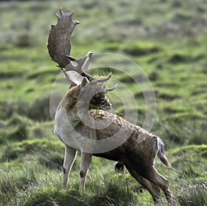 A young male deer with a face full of grass