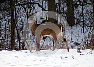 Young male deer during winter male white tail buck