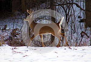 Young male deer during winter male white tail buck