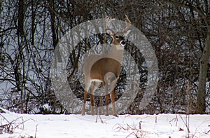 Young male deer during winter male white tail buck