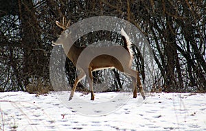 Young male deer during winter male white tail buck