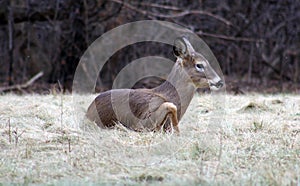 Young male deer during winter male white tail buck