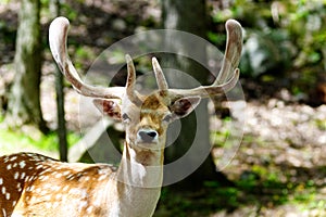 Young Male deer by the woods-Stock photos