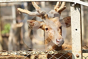 A young male deer in zoo