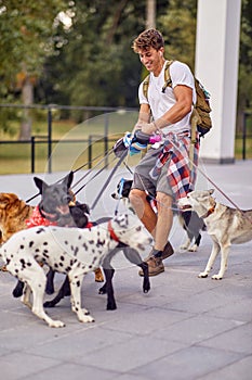 A young male dog walker is having fun while trying to hold a bunch of dogs under his control. Pets, walker, service