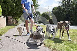 Young male dog walker walking dogs along suburban street