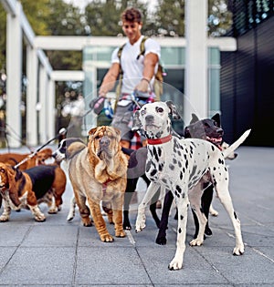 Young male dog walker working in the city; Dog walker lifestyle