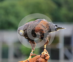 Young male eagle in Safari Park