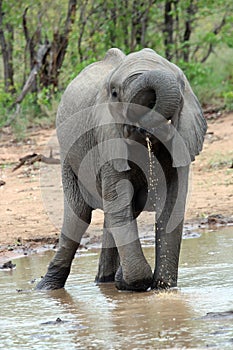 A young male Elephant drinking water