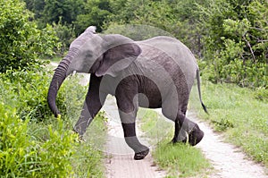 Young male elephant in Kruger park