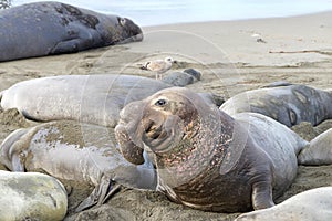 Young male elephant seal looking around entering harem of females