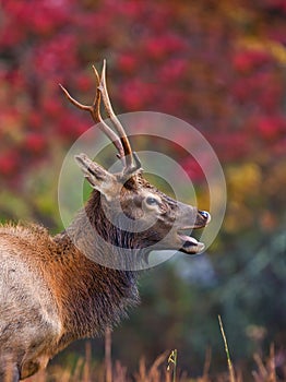 Young male elk bugles in fall, autumn colors of Cataloochee valley