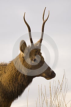 Young Male Elk Portrait Montana