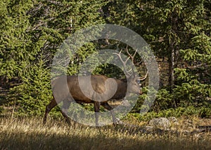 Young male elk, Rocky Mountain National Park