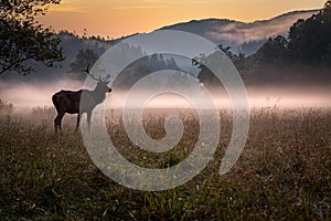 Young male elk with small rack poses in the mist before dawn in Cataloochee State Park-Edit photo