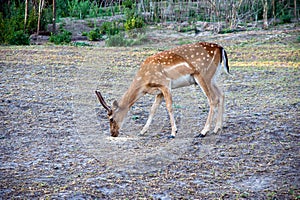 Young Male of fallow deer