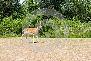 Young Male of fallow deer