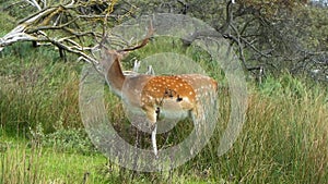 Young male fallow deer is grazing and also looks around.