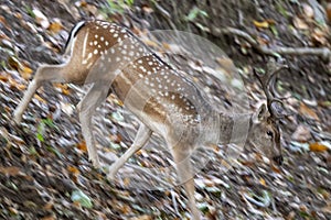 Young male fallow deer in love season in the forest in autumn