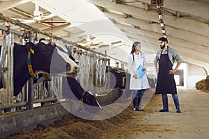 Young male farm owner talks to a female veterinarian while inspecting cows in a cowshed.