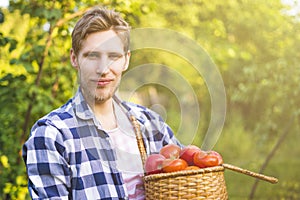 Young male farmer gardener collect tomato in basket in summer sunny farm