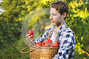 Young male farmer gardener collect tomato in basket in summer sunny farm