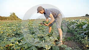 Young male farmer picking cucumber at organic eco farm