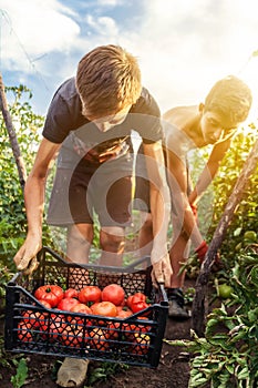 Young male farmer picking up fresh tomatoes at plantation