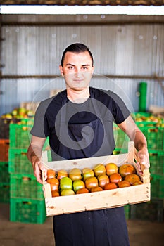 Young male farmer preparing tomato to sales on market in wooden boxes in farm storage at greenhouse